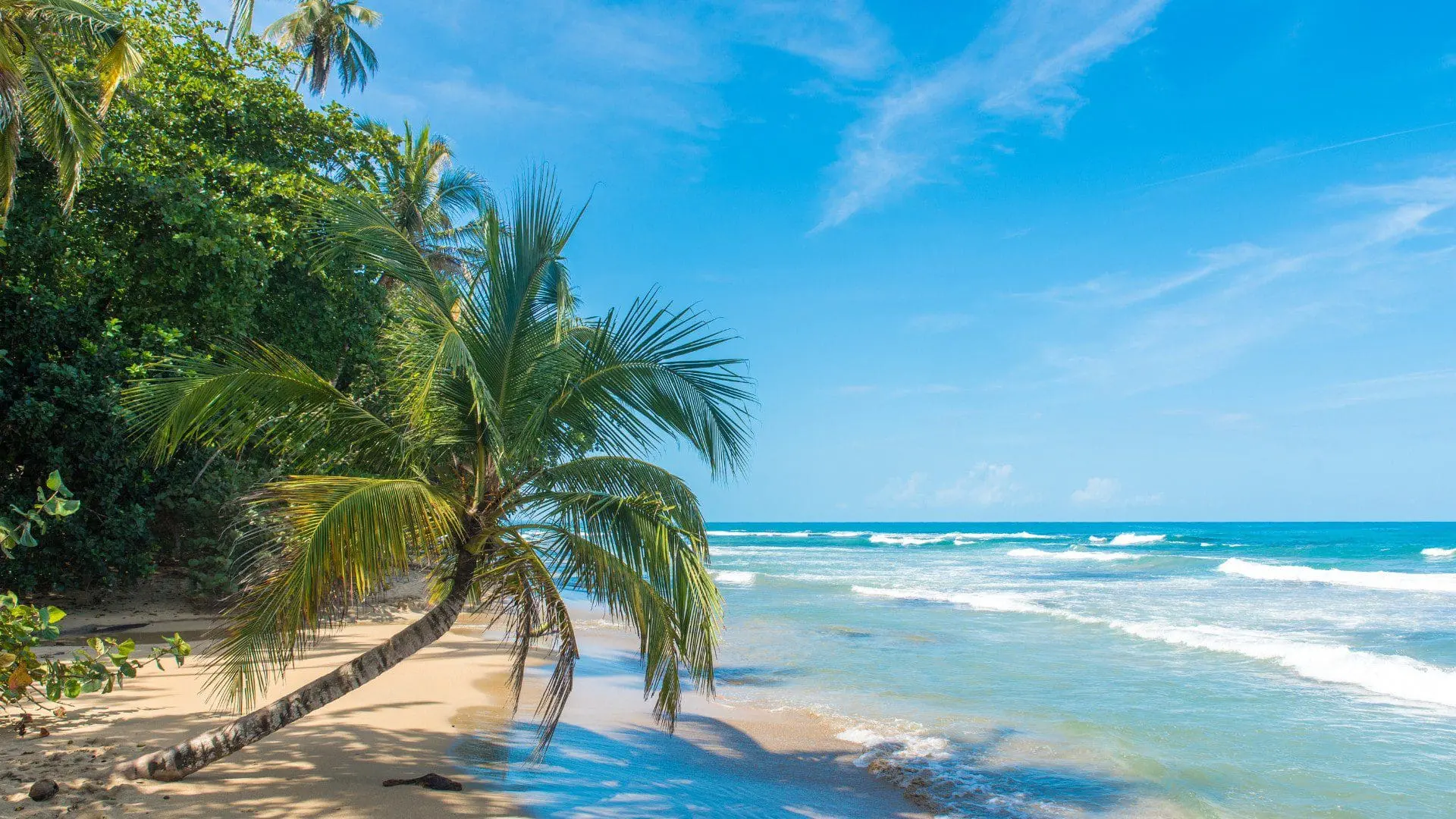 Photo of A tropical beach scene featuring a palm tree on the sandy shore with ocean waves in the background. | Wander Sober