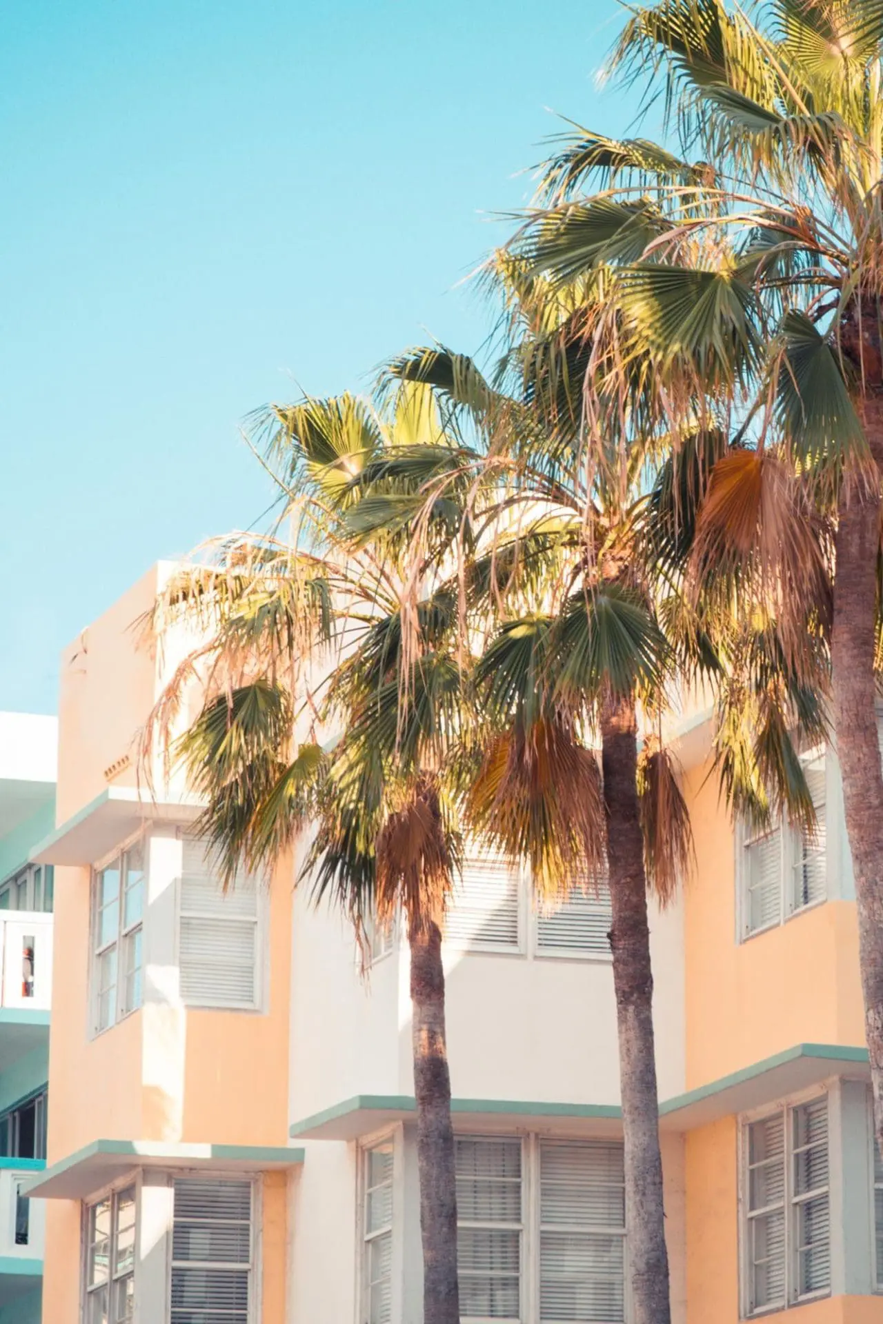 Palm trees in front of a pastel-colored building with windows and a clear sky.