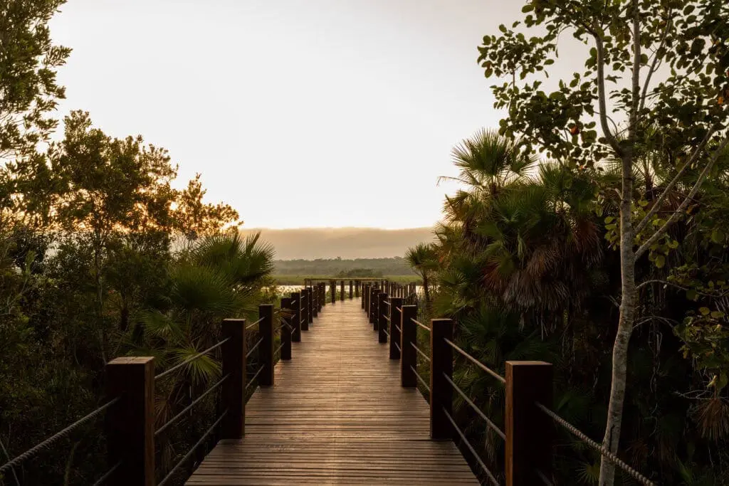 Photo of Wooden boardwalk leading through lush vegetation towards a body of water at sunset. | Wander Sober