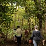 discover new forest sober your ultimate guide to forest bathing and nature wellness