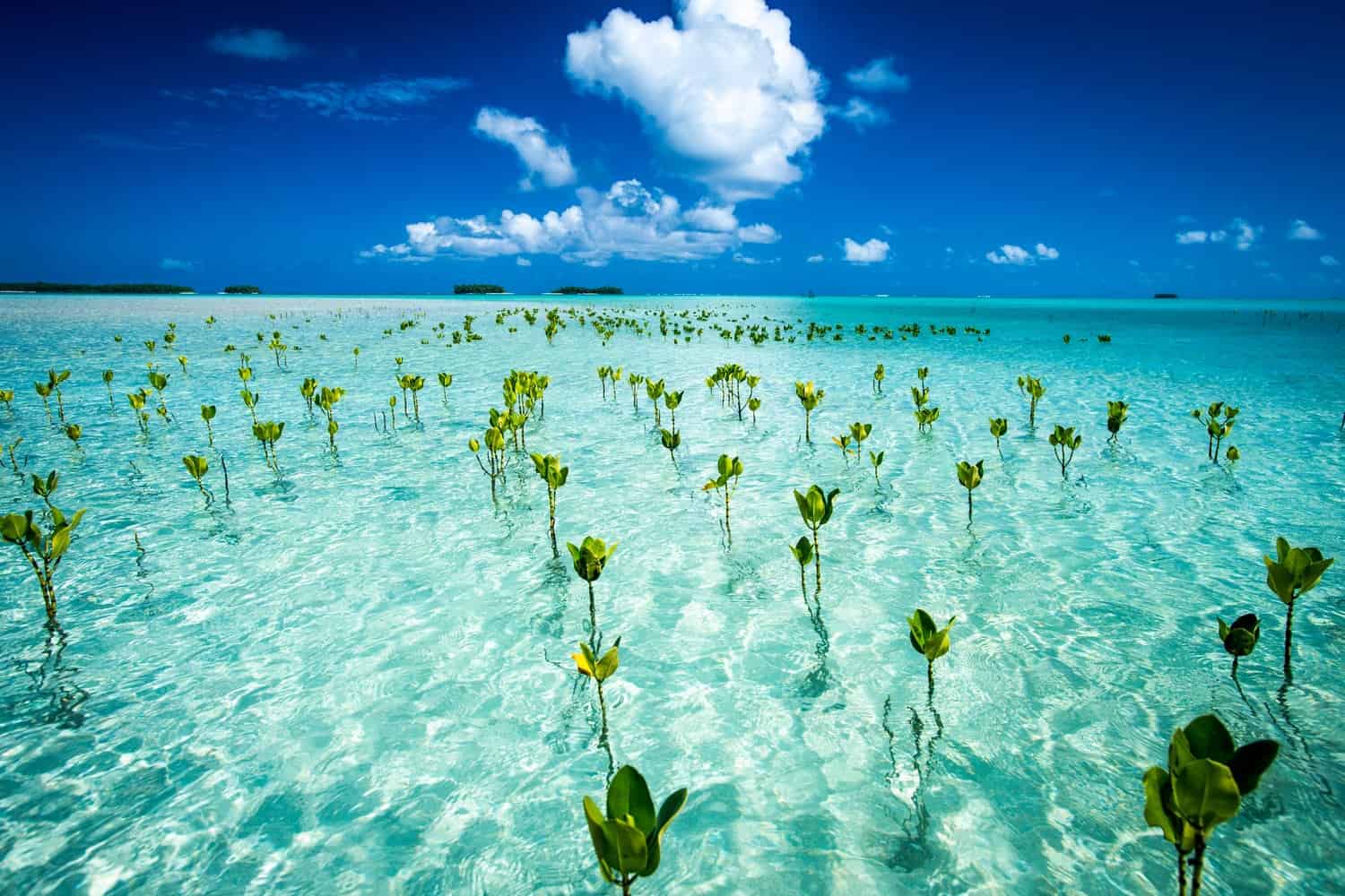 Photo of Small mangrove seedlings growing in shallow, clear water under a blue sky with clouds. | Wander Sober